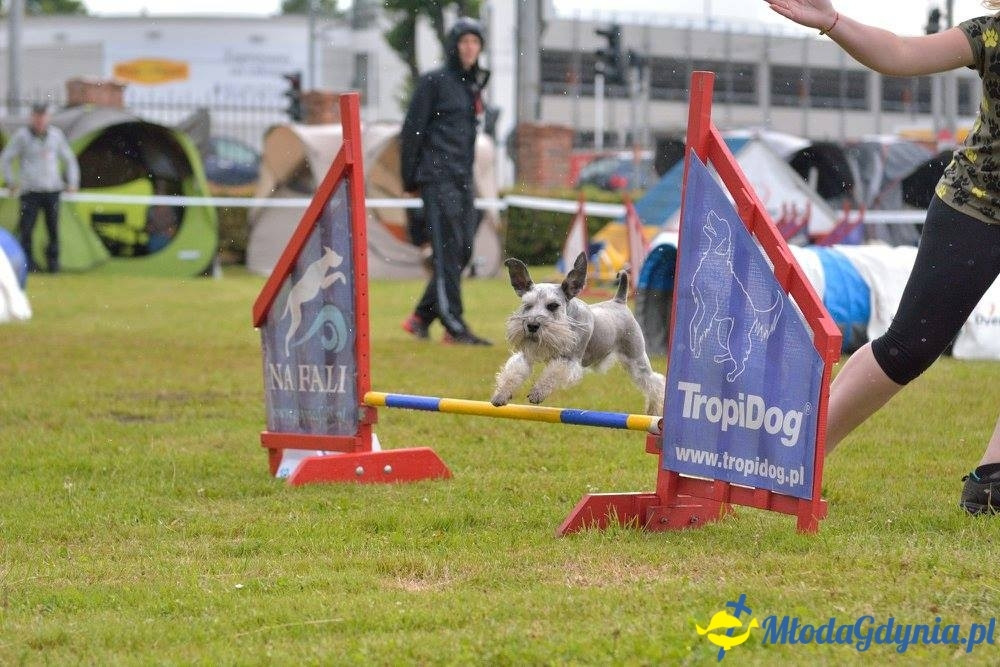Puchar Bursztynowego Psa 15.07.17.