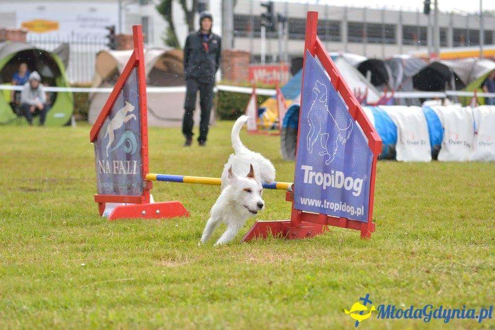 Puchar Bursztynowego Psa 15.07.17.