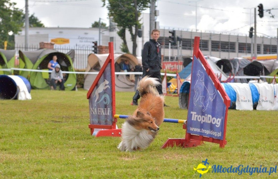 Puchar Bursztynowego Psa 15.07.17.