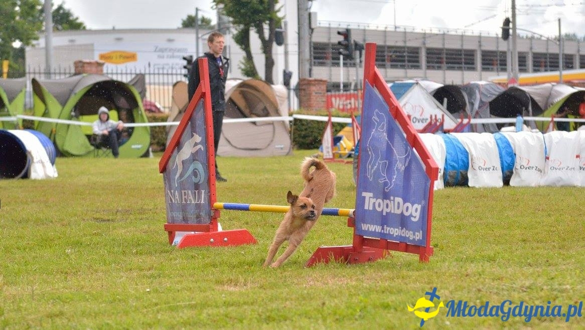 Puchar Bursztynowego Psa 15.07.17.