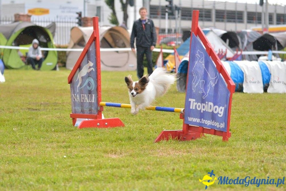 Puchar Bursztynowego Psa 15.07.17.