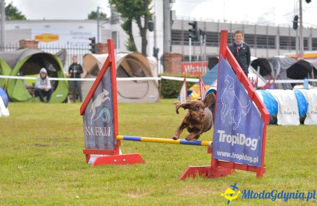 Puchar Bursztynowego Psa 15.07.17.