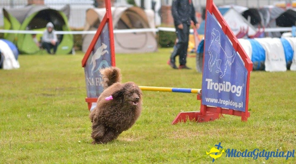 Puchar Bursztynowego Psa 15.07.17.