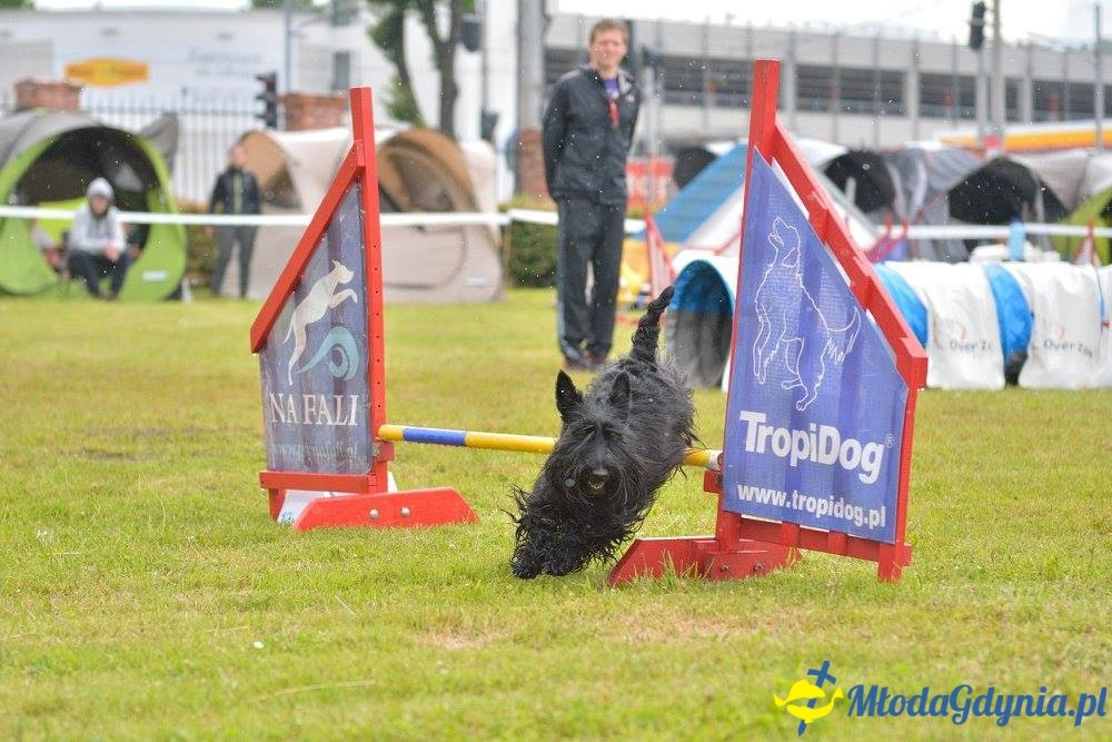 Puchar Bursztynowego Psa 15.07.17.