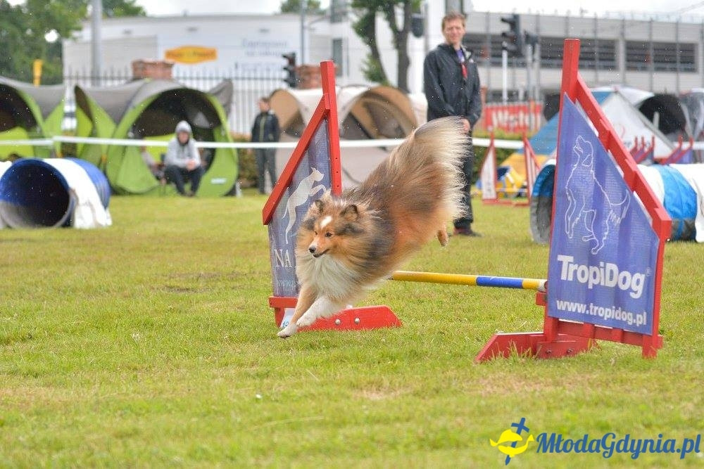 Puchar Bursztynowego Psa 15.07.17.