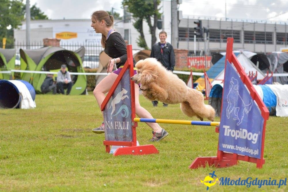 Puchar Bursztynowego Psa 15.07.17.