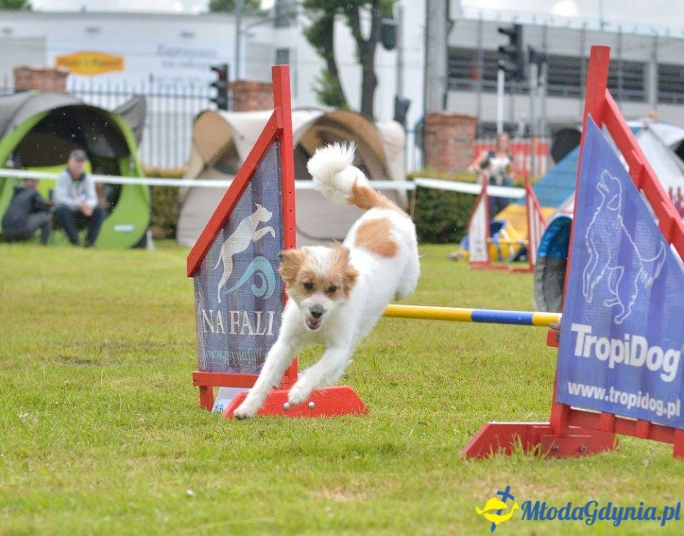 Puchar Bursztynowego Psa 15.07.17.