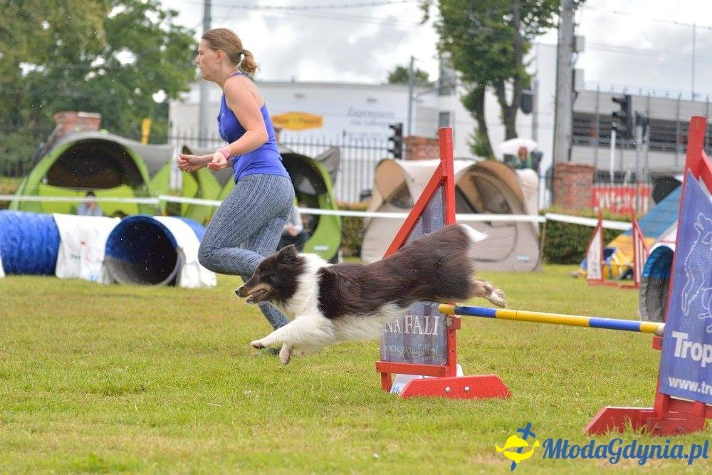 Puchar Bursztynowego Psa 15.07.17.