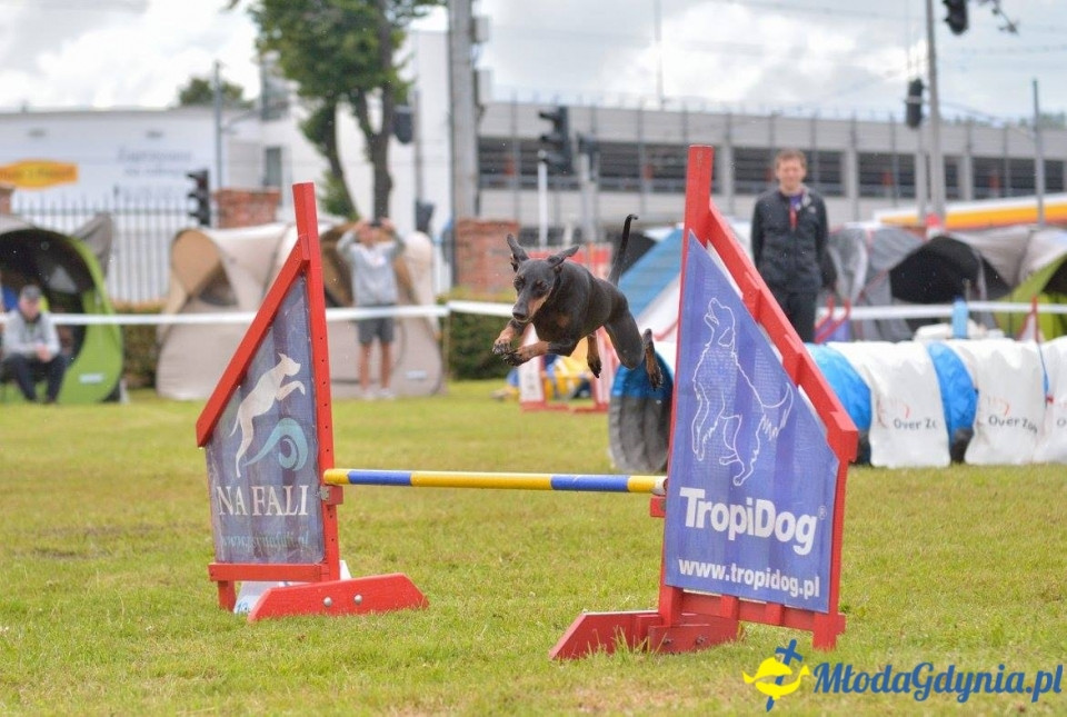 Puchar Bursztynowego Psa 15.07.17.