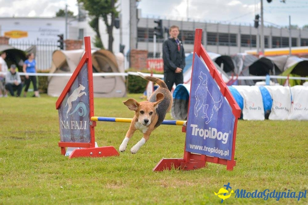 Puchar Bursztynowego Psa 15.07.17.