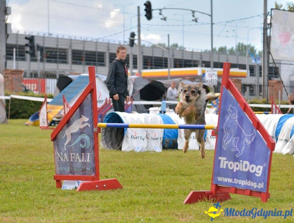 Puchar Bursztynowego Psa 15.07.17.