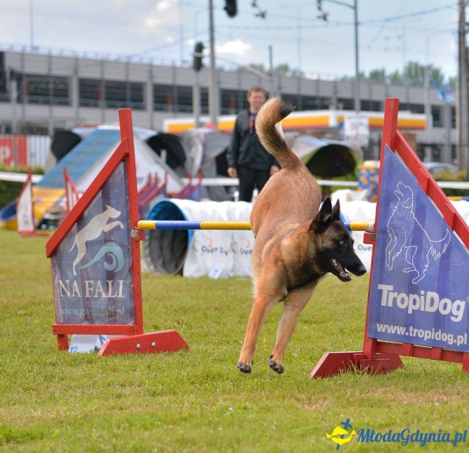 Puchar Bursztynowego Psa 15.07.17.
