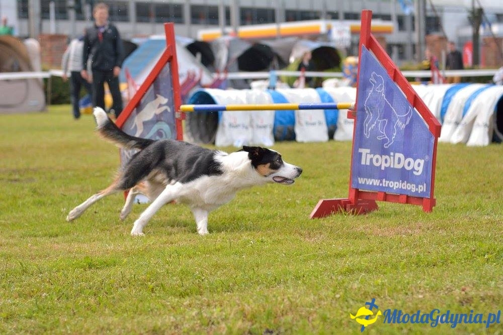 Puchar Bursztynowego Psa 15.07.17.