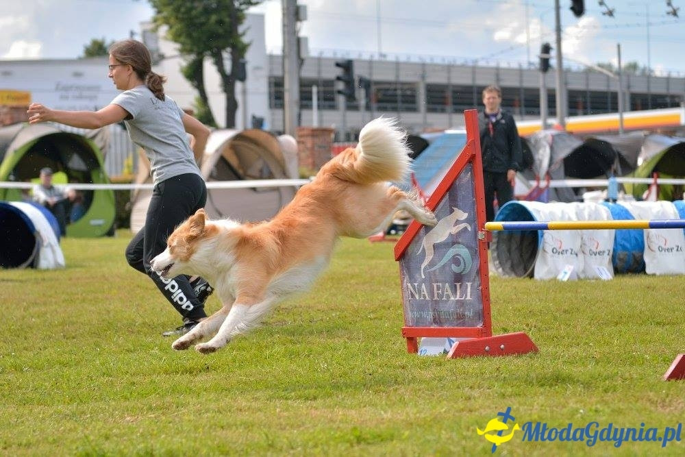 Puchar Bursztynowego Psa 15.07.17.