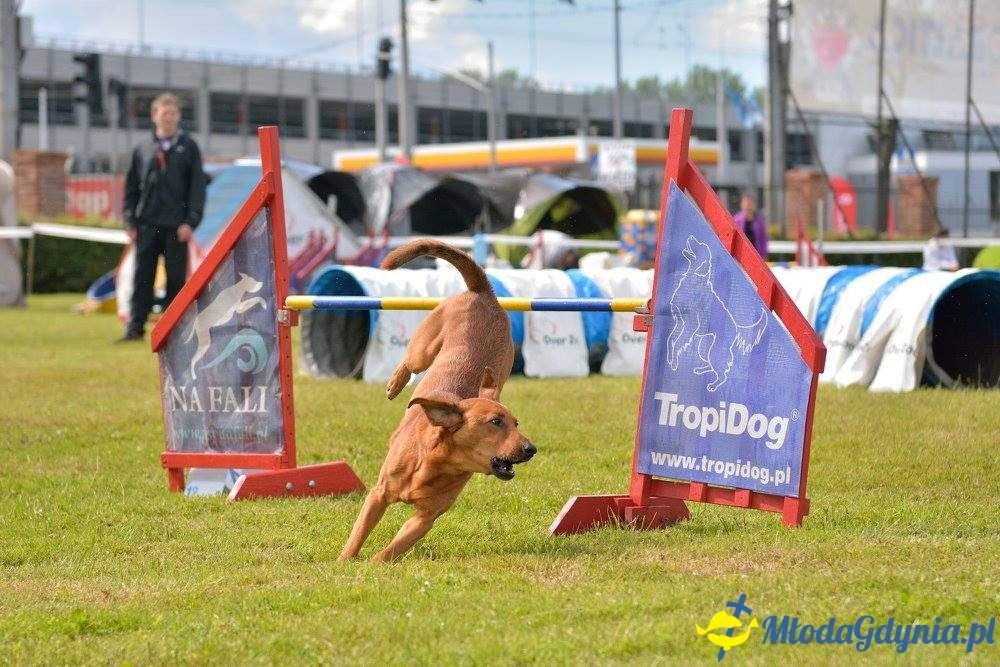 Puchar Bursztynowego Psa 15.07.17.