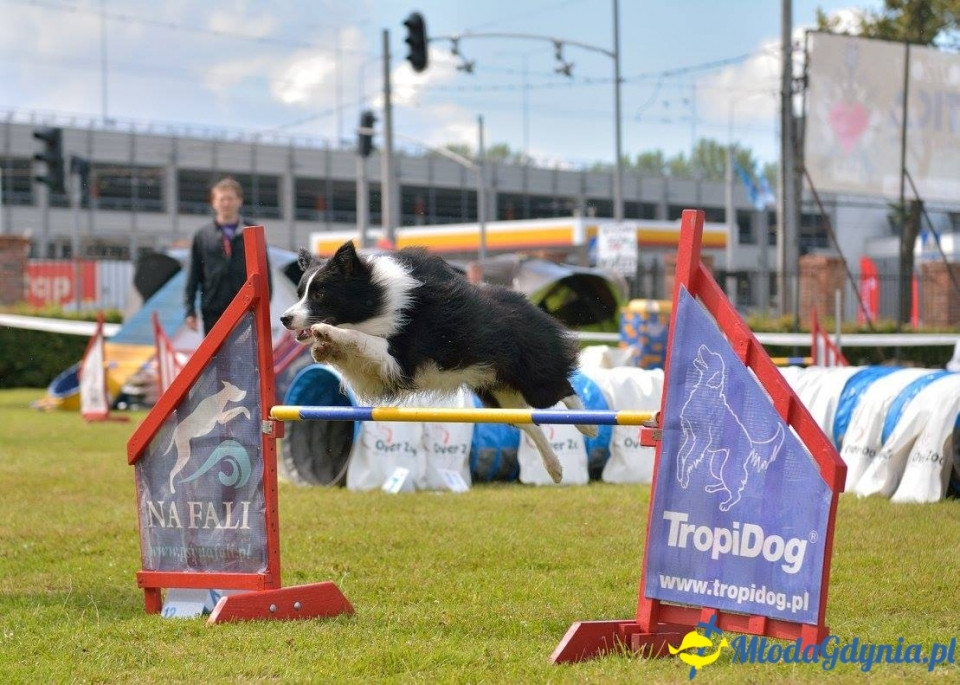 Puchar Bursztynowego Psa 15.07.17.