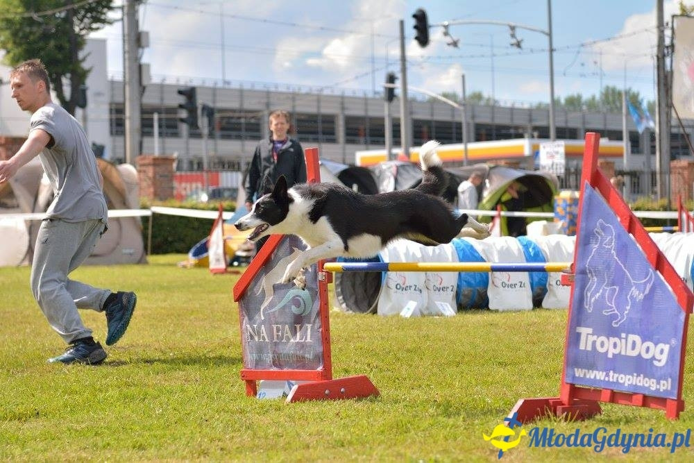 Puchar Bursztynowego Psa 15.07.17.