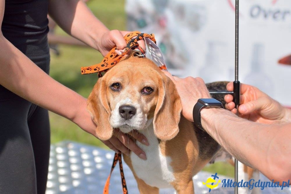 Puchar Bursztynowego Psa 15.07.17.