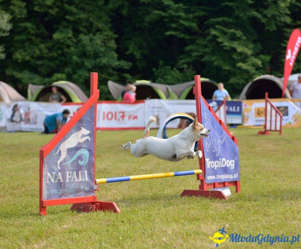 Puchar Bursztynowego Psa 15.07.17.