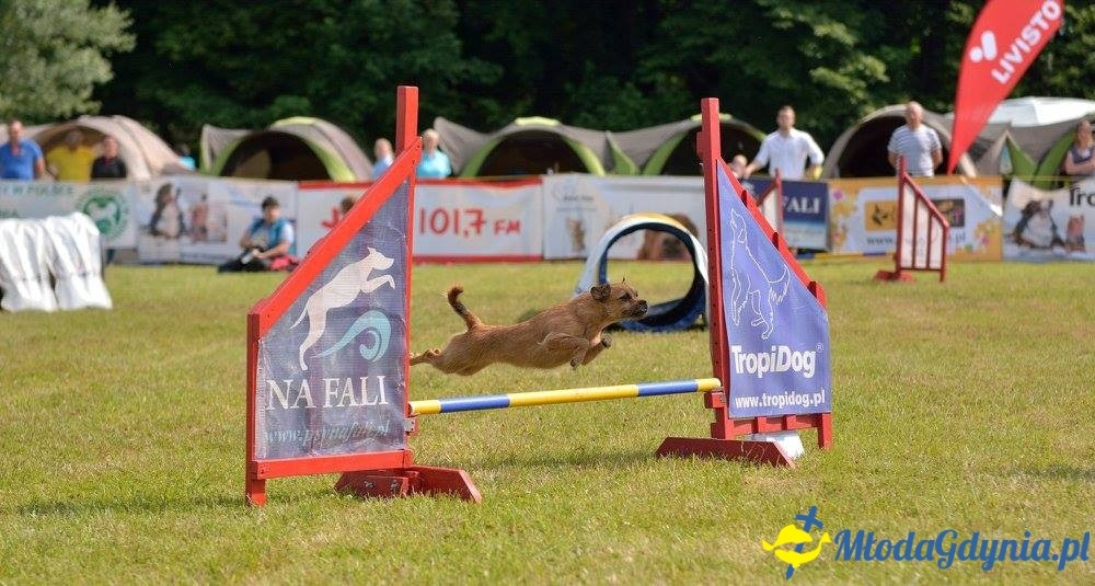 Puchar Bursztynowego Psa 15.07.17.