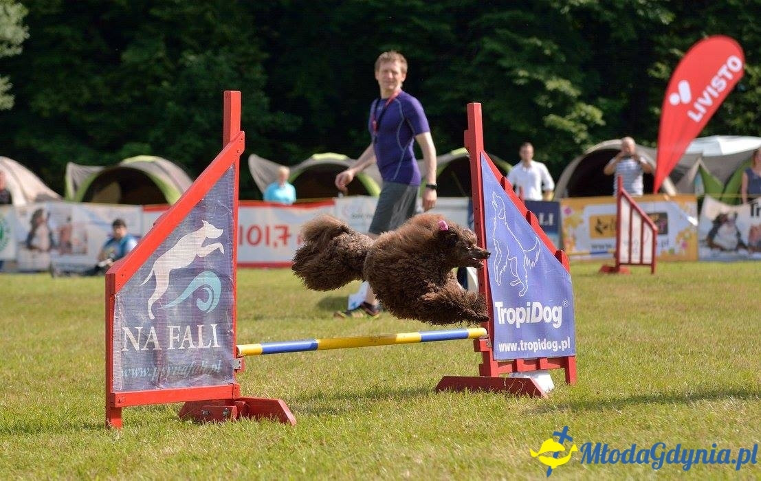 Puchar Bursztynowego Psa 15.07.17.