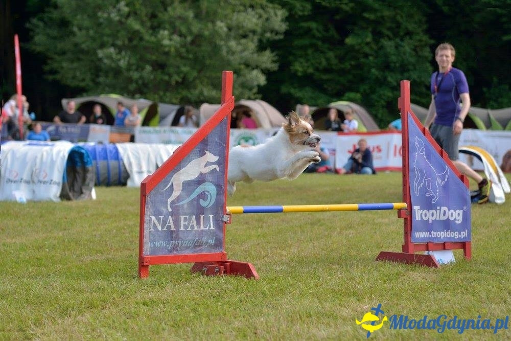 Puchar Bursztynowego Psa 15.07.17.