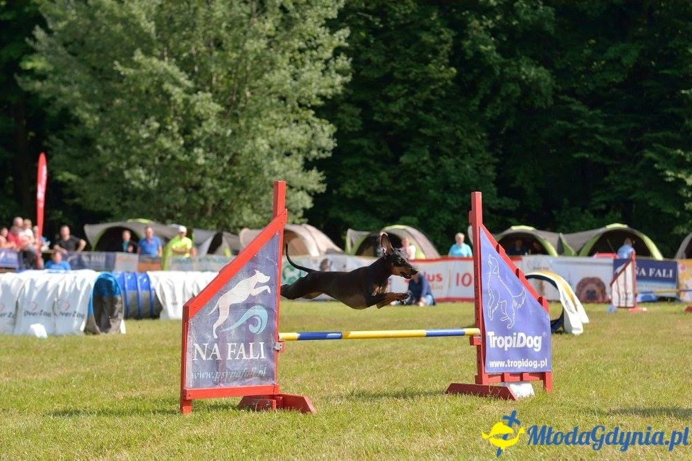 Puchar Bursztynowego Psa 15.07.17.