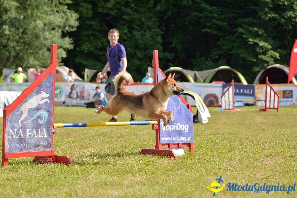 Puchar Bursztynowego Psa 15.07.17.