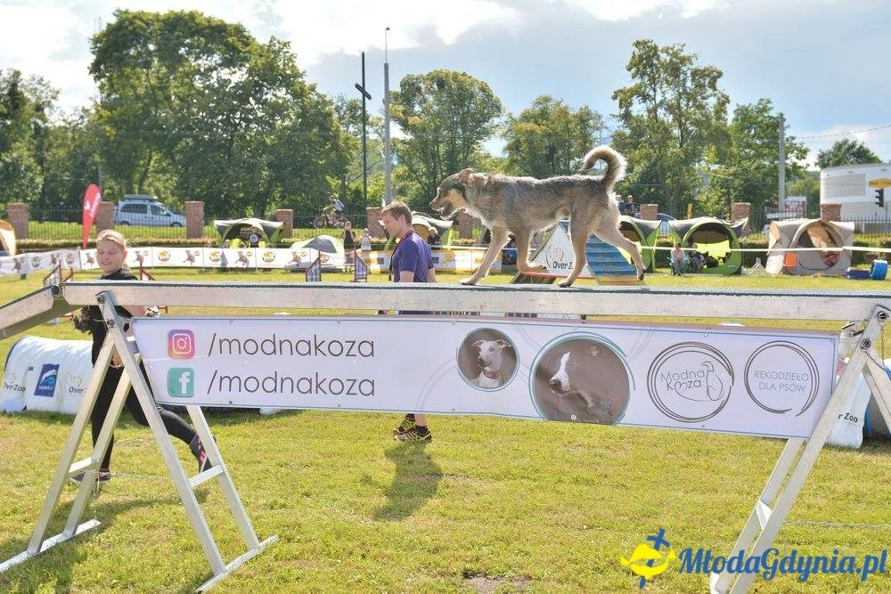 Puchar Bursztynowego Psa 15.07.17.