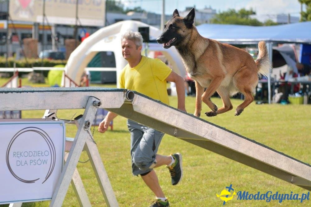 Puchar Bursztynowego Psa 15.07.17.