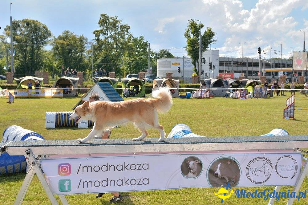 Puchar Bursztynowego Psa 15.07.17.