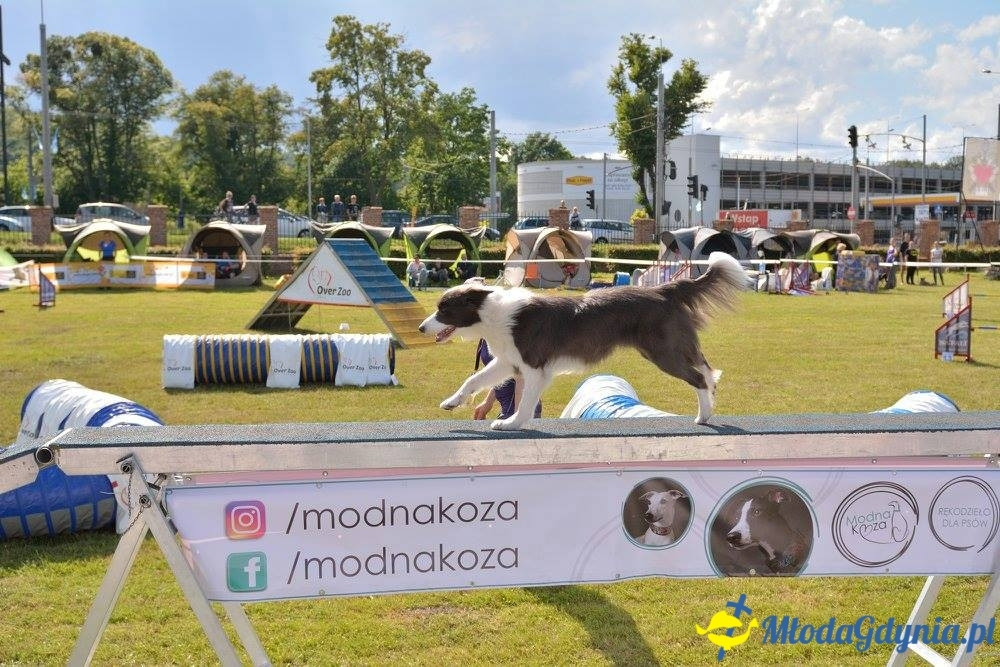 Puchar Bursztynowego Psa 15.07.17.