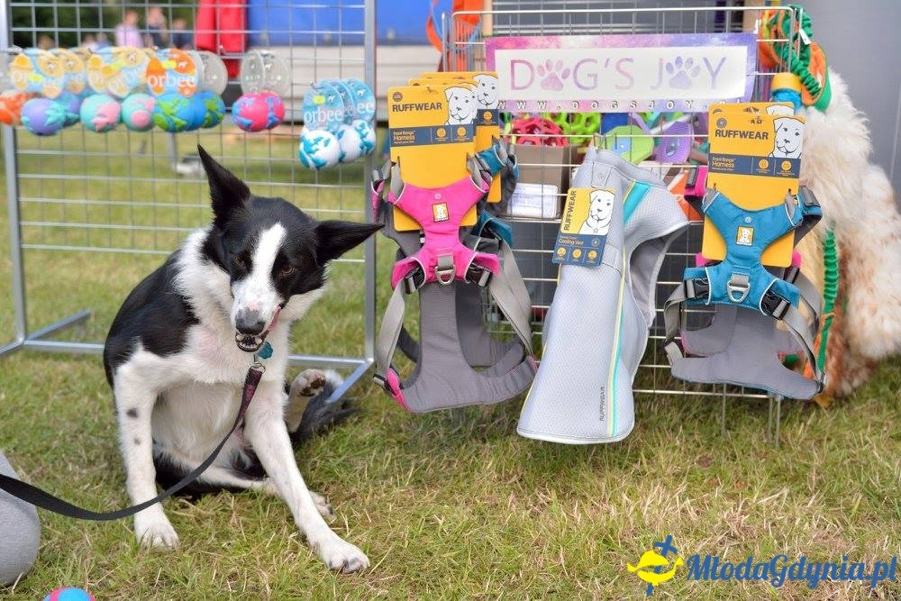 Puchar Bursztynowego Psa 15.07.17.