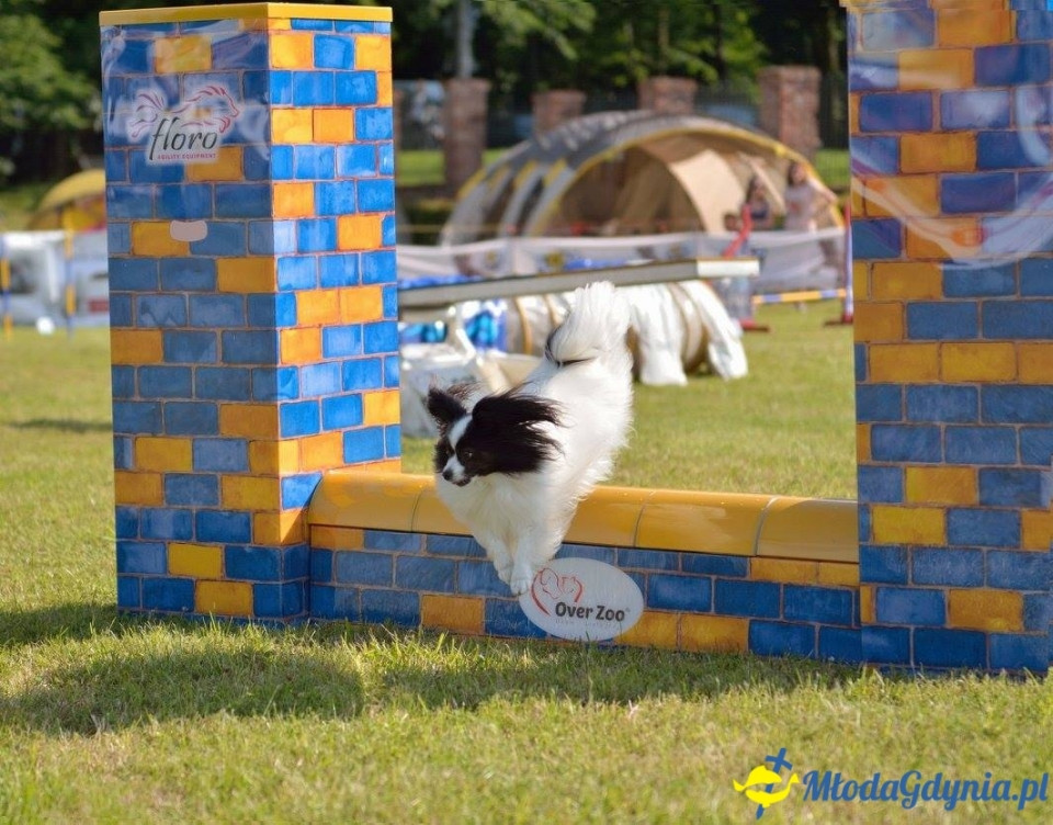 Puchar Bursztynowego Psa 15.07.17.