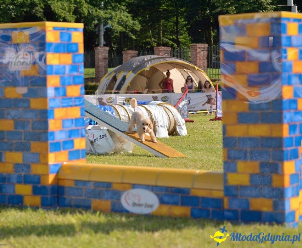 Puchar Bursztynowego Psa 15.07.17.