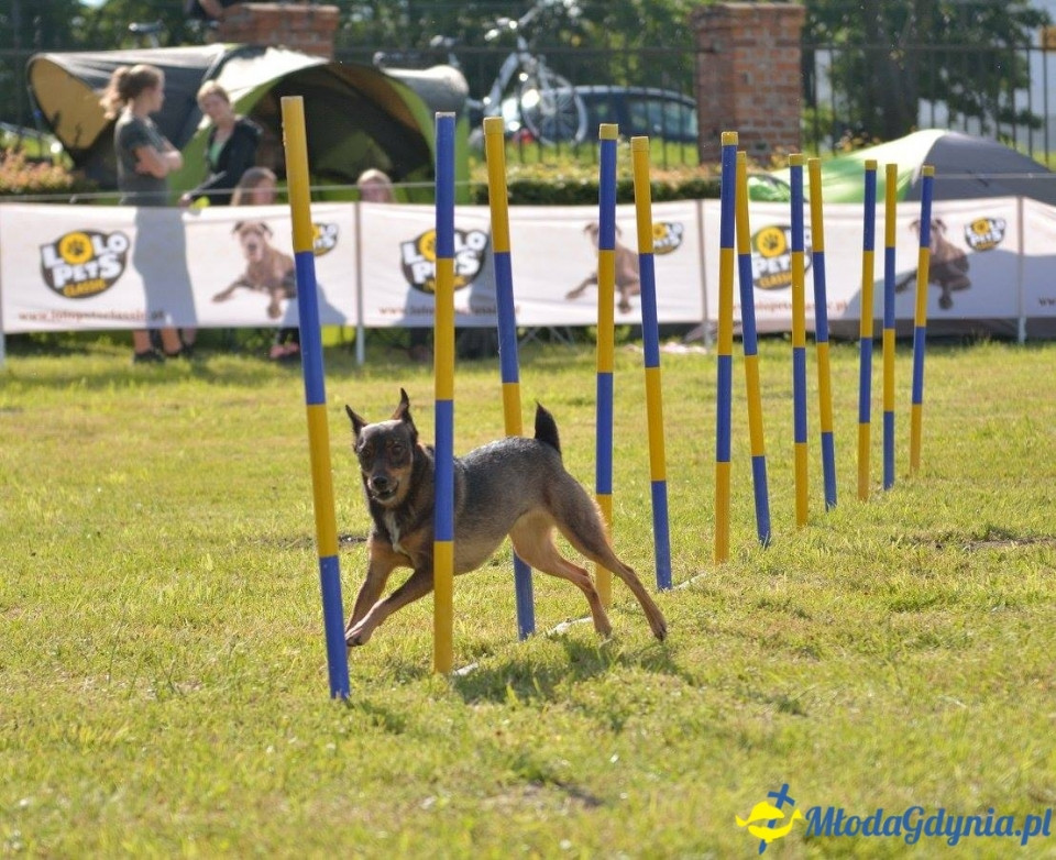 Puchar Bursztynowego Psa 15.07.17.