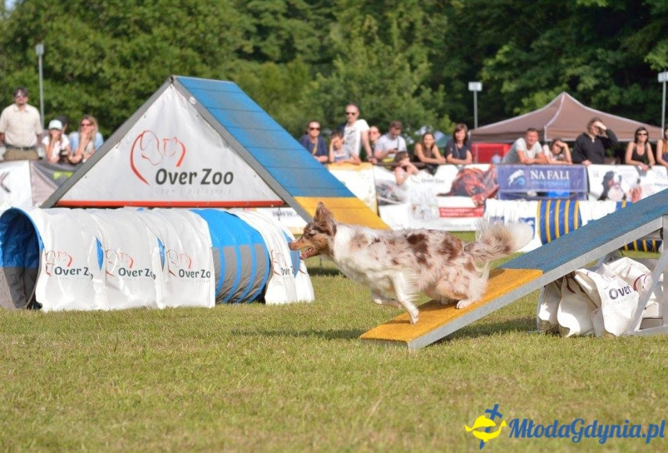 Puchar Bursztynowego Psa 15.07.17.