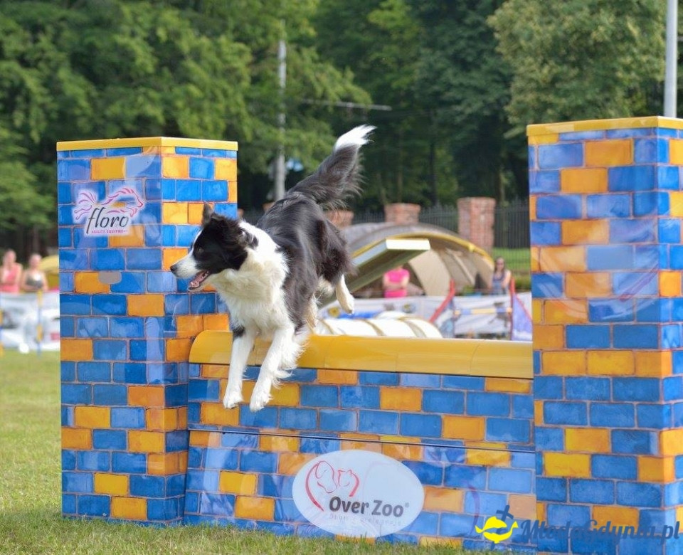 Puchar Bursztynowego Psa 15.07.17.