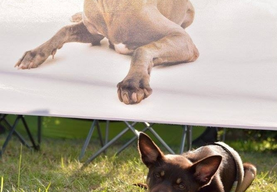 Puchar Bursztynowego Psa 15.07.17.