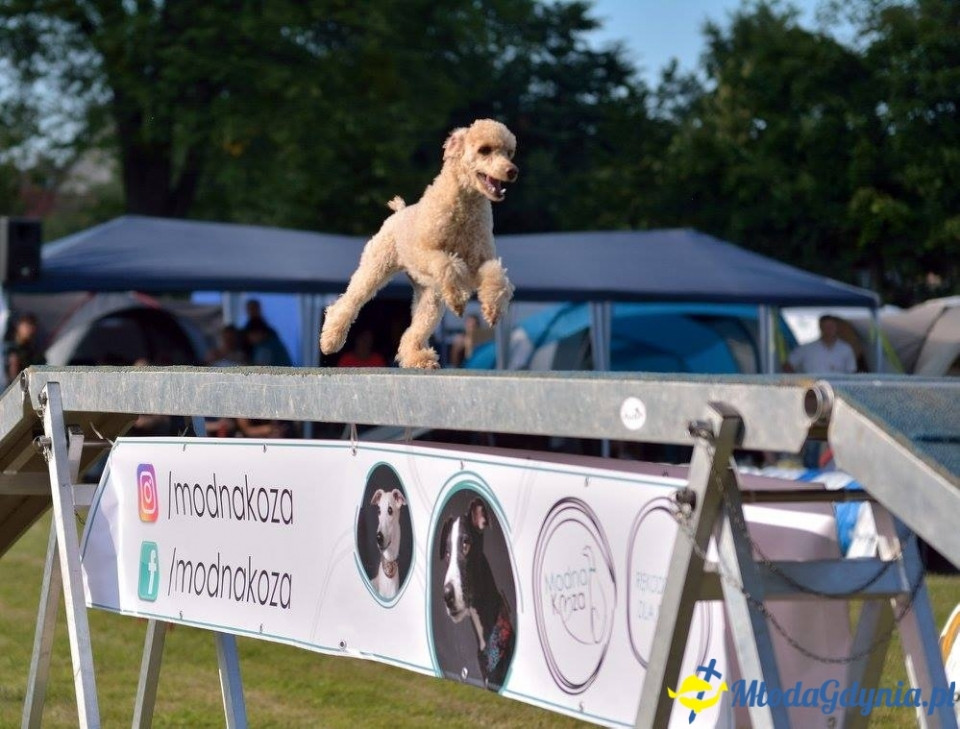 Puchar Bursztynowego Psa 15.07.17.