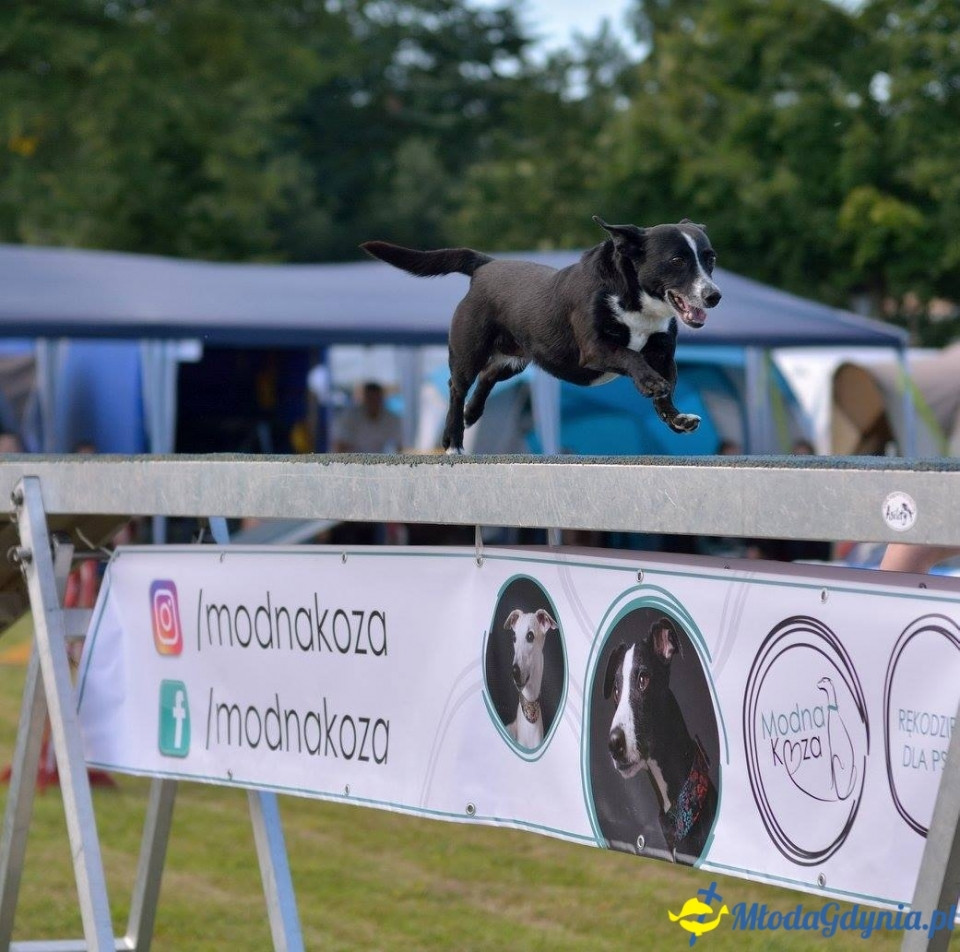 Puchar Bursztynowego Psa 15.07.17.