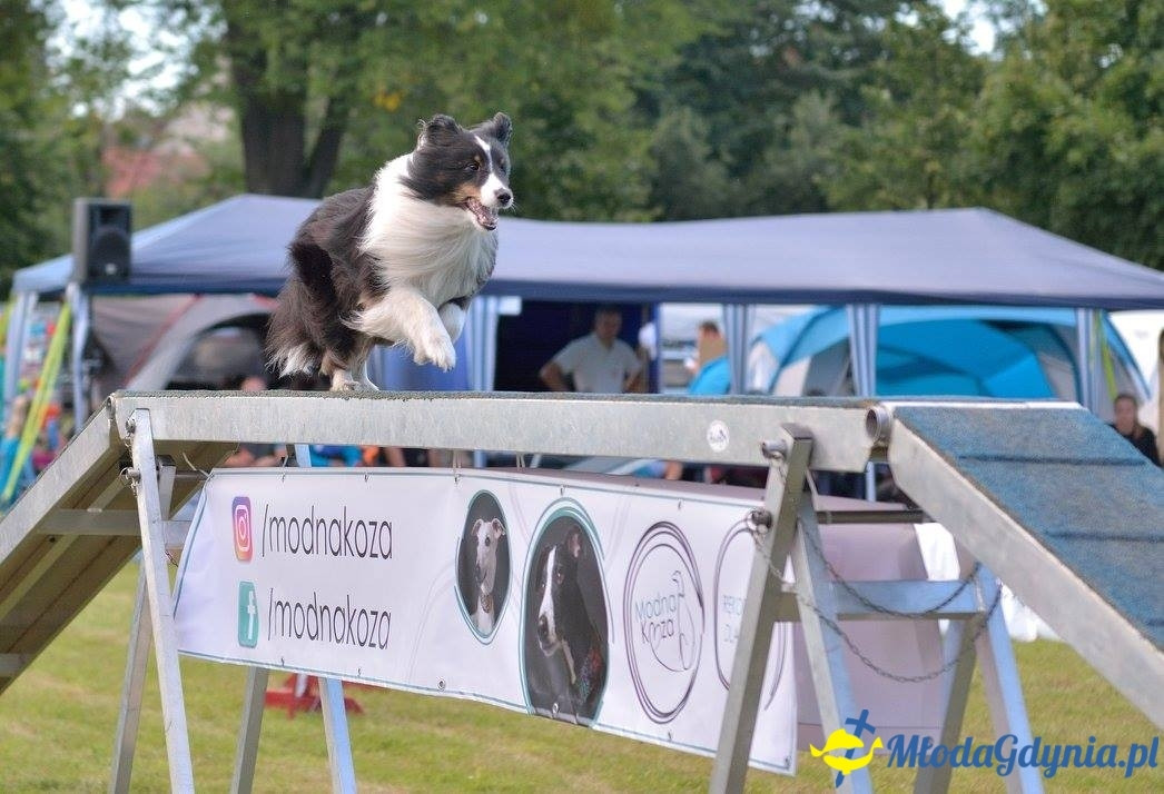 Puchar Bursztynowego Psa 15.07.17.