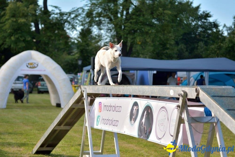 Puchar Bursztynowego Psa 15.07.17.