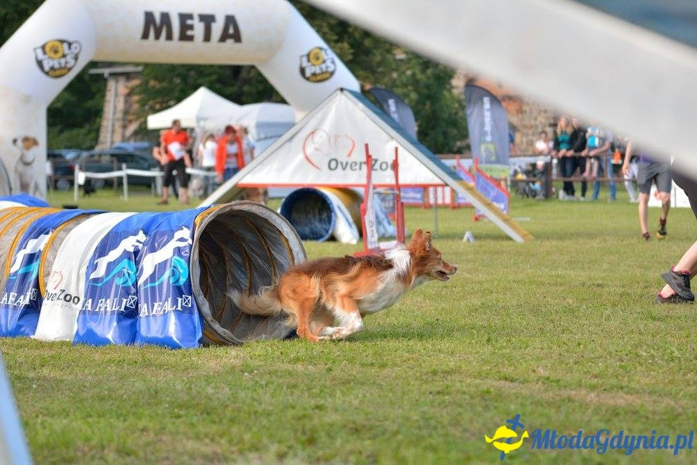 Puchar Bursztynowego Psa 15.07.17.