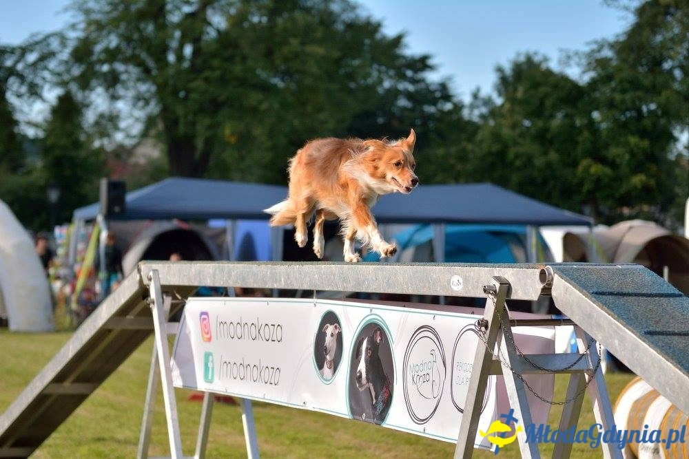 Puchar Bursztynowego Psa 15.07.17.