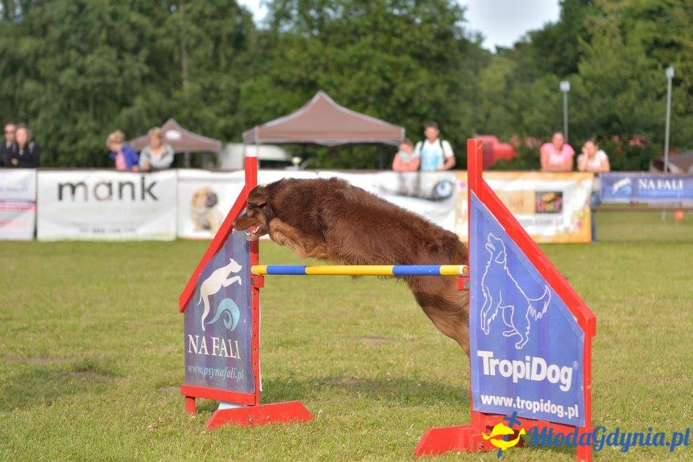 Puchar Bursztynowego Psa 15.07.17.