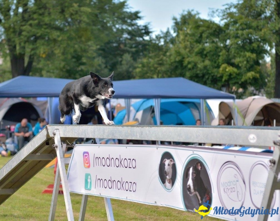 Puchar Bursztynowego Psa 15.07.17.