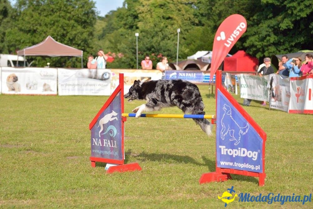 Puchar Bursztynowego Psa 15.07.17.