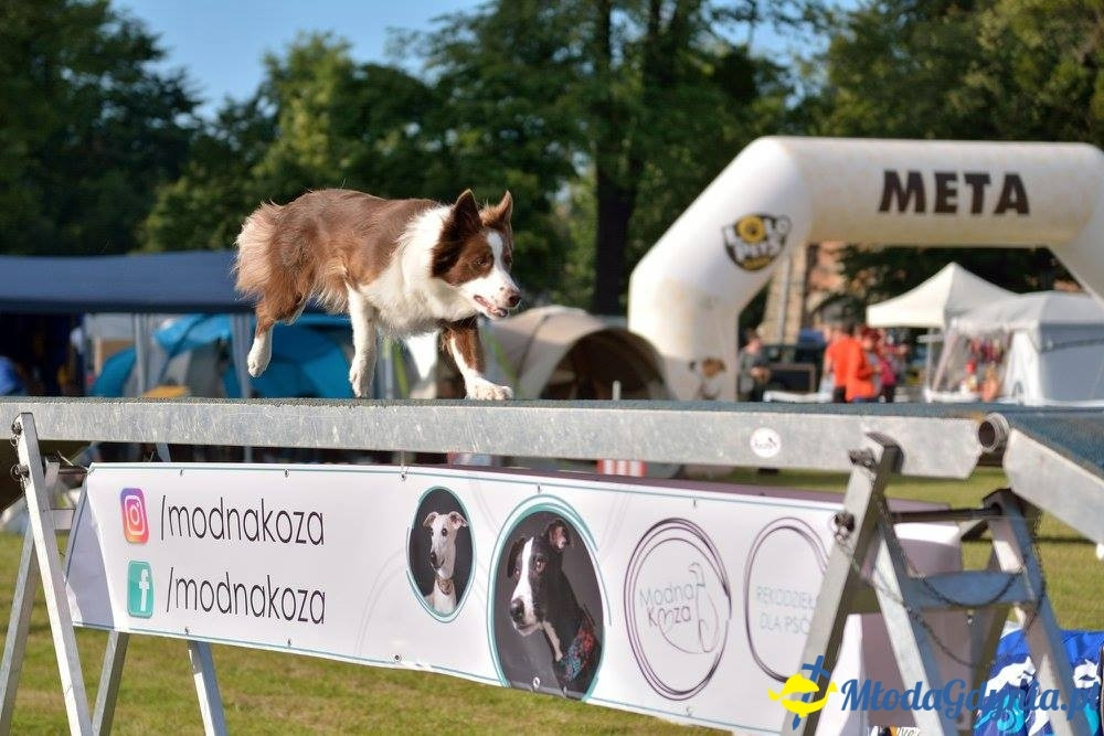 Puchar Bursztynowego Psa 15.07.17.