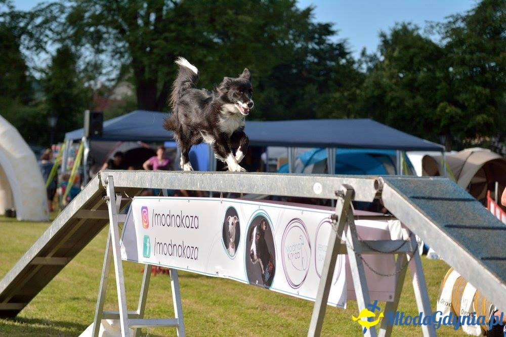 Puchar Bursztynowego Psa 15.07.17.